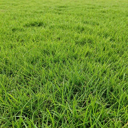LUSH FOREGROUND - Natural Green