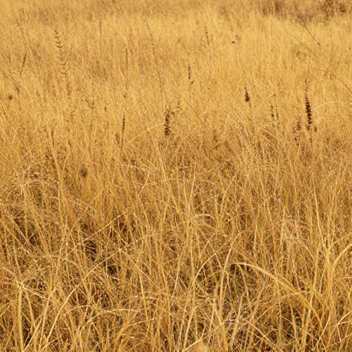 DRY BACKGROUND - Wild Meadow