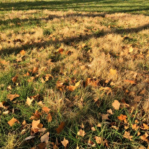 SHADOW REALISM - Autumn Dry