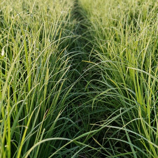MEADOW PATH - Morning Dew