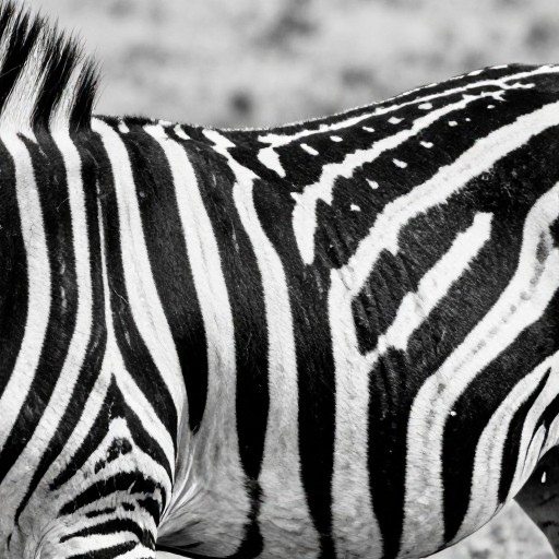 ZEBRA STRIPES - Natural