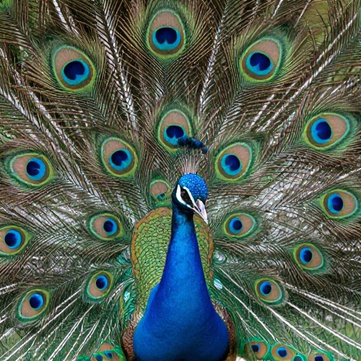 PEACOCK FEATHERS - Natural