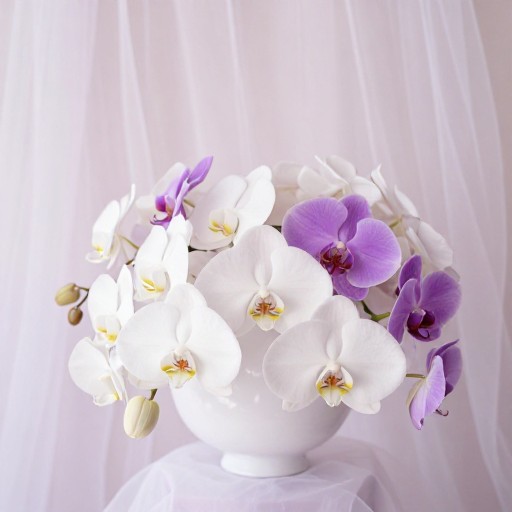 ELEGANT ORCHIDS - Romantic