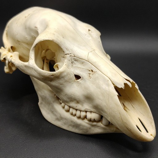 BEAR SIDE - Photorealistic