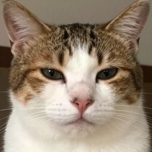 MEME HUMOR - Default